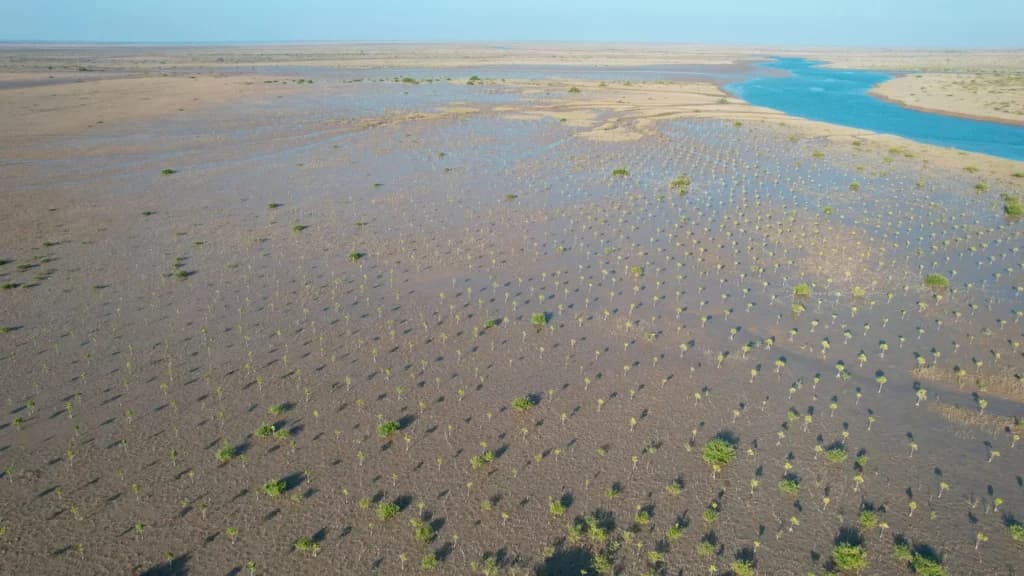 Delta Blue Carbon Project