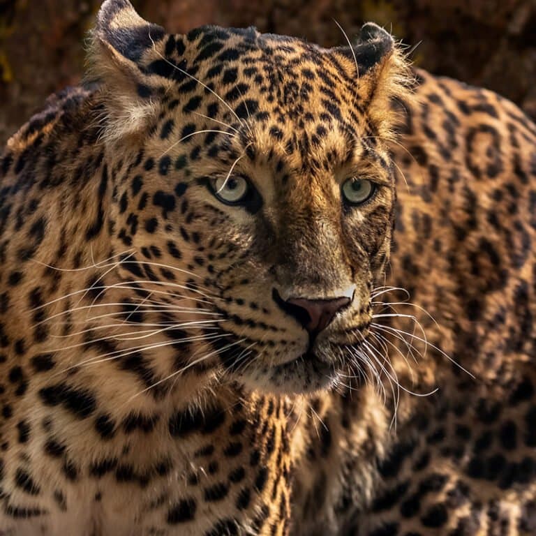 Ejido X-Hazil Project